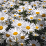 Witte margriet